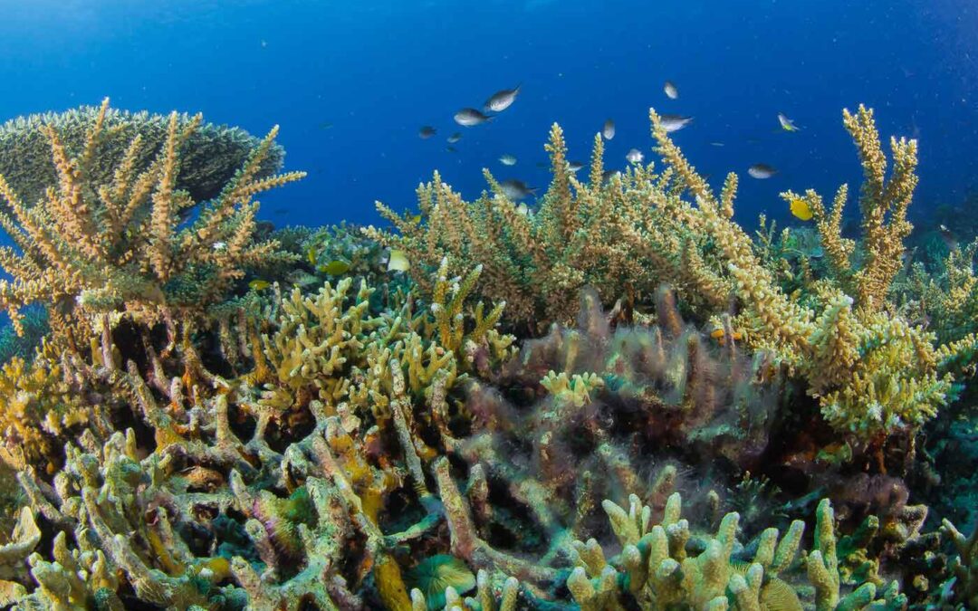 Amun Ini runs the most successful coral breeding programme in the Philippines