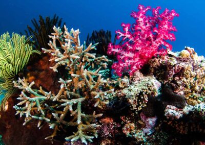 Best Boutique Collection Bunaken Oasis Soft Corals