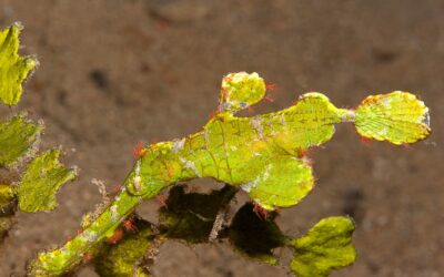 Salaya Beach Houses offers the world’s only Ghost Pipefish Distinctive Specialty Course