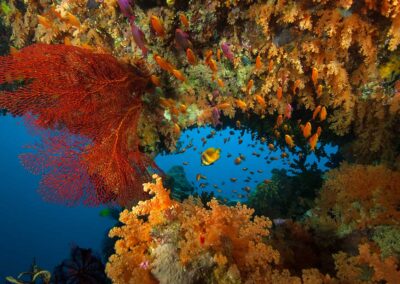 Best Boutique Collection Volivoli colourful corals