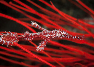 Best Boutique Collection Volivoli Ornate Ghost Pipefish