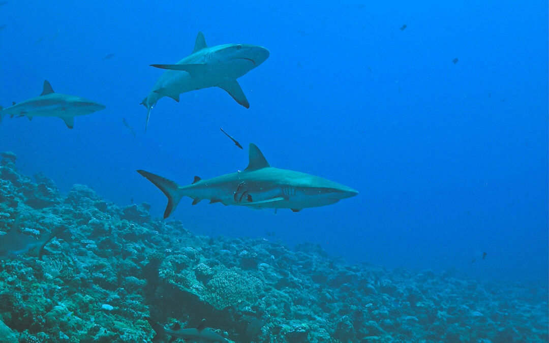 Become an expert for Blue Corner Palau with PADI and Sam’s Tours