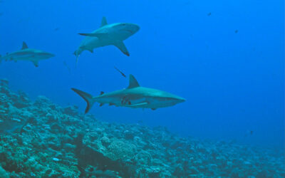 Become an expert for Blue Corner Palau with PADI and Sam’s Tours