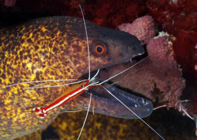 Dive Point Zanzibar - Mooray Eel