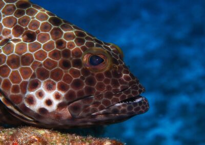 Dive Point Zanzibar - Reef Fish