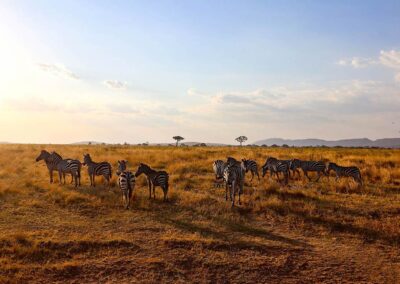 Gaia Safari - Tarangire
