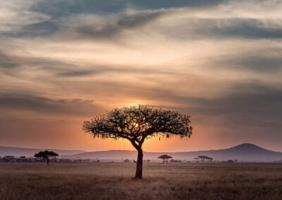 Gaia Safari - Sausage Tree - Sunset