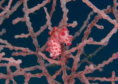 Magic Oceans Resort Bohol - Pygmae Seahorse