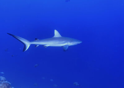 Palau - Grey Reef Shakr