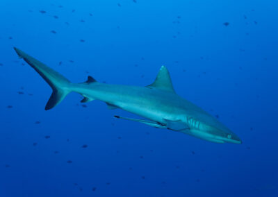 Grey Reef Shark - Sam's Tours Palau
