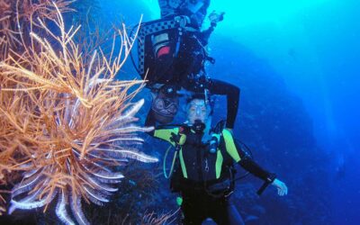 Bring a buddy and save on diving in Palau
