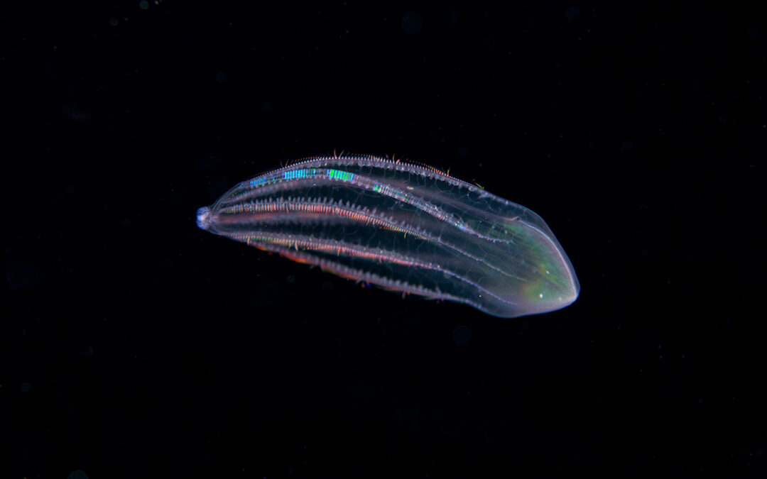 Unique Dive Expeditions launches Blackwater diving in 2014